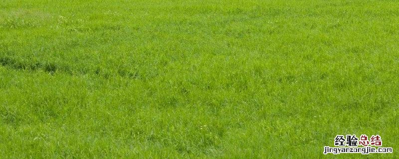 草坪除杂草专用除草剂,杂草不能烧怎么处理