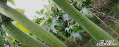 露天丝瓜哪个品种最高产，丝瓜种植间距为多少