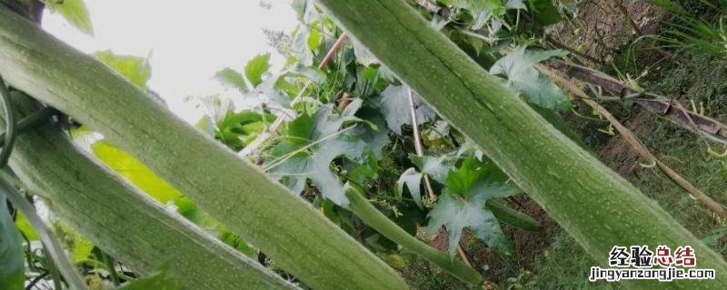 露天丝瓜哪个品种最高产，丝瓜种植间距为多少