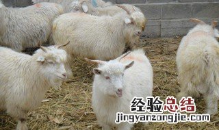 0_20_如何养羊 二十年养羊人告诉你经验