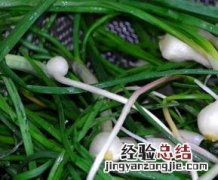 小根蒜的功效与作用及禁忌 小根蒜的功效与作用
