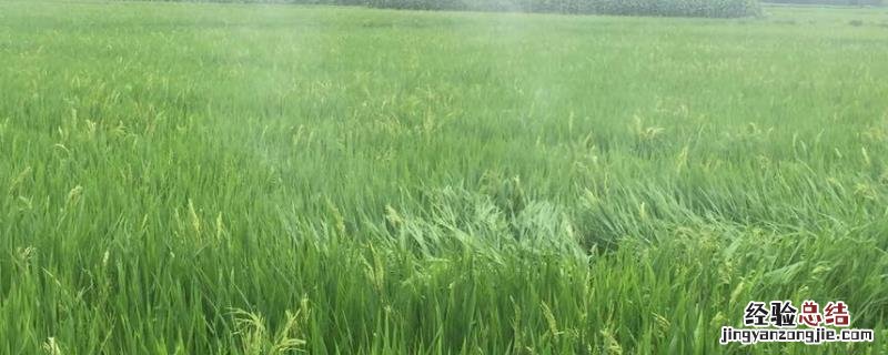 哪些农药既防虫治病又不污染环境且取材方便操作简单，矿物油可以和哪些农药混配