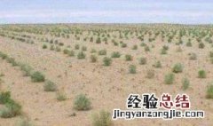 支付宝中蚂蚁森林中新推出胡杨怎么才能种植 需要多少能量