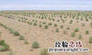 支付宝中蚂蚁森林中新推出胡杨怎么才能种植 需要多少能量