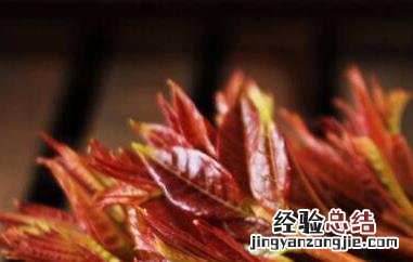 香椿芽有哪些营养价值 香椿芽有哪些营养价值及功效