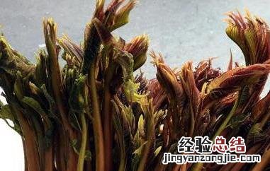 香椿芽有哪些营养价值 香椿芽有哪些营养价值及功效