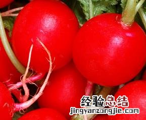 樱桃萝卜的功效与作用、禁忌和食用方法 樱桃萝卜的功效与作用