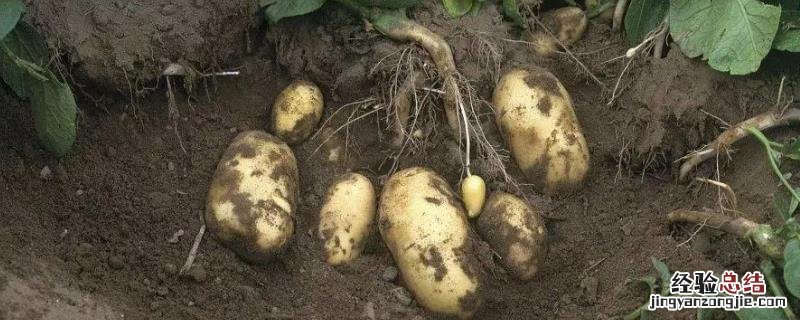 土豆种植技术，土豆发芽了还能吃 土豆发芽了还能种植吗