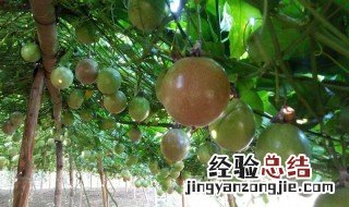 百香果功效与作用营养价值 百香果功效与作用