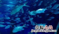 已婚女人梦见捞了一条大鱼 已婚女梦见捞得好多鱼