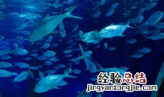 已婚女人梦见捞了一条大鱼 已婚女梦见捞得好多鱼