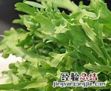 苦苣菜的功效与作用 细叶苦苣菜的功效与作用