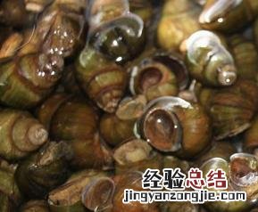 石螺的功效与作用 石螺的功效与作用禁忌