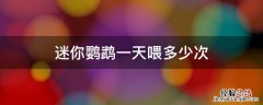 迷你鹦鹉一天喂多少次 迷你鹦鹉鱼多少天喂一次