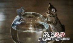 蓝桉已遇释槐鸟什么意思 蓝桉已遇释槐鸟意介绍