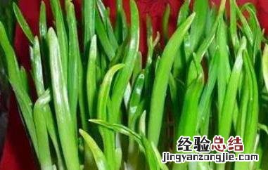 蒜苗的功效与作用 蒜苗的功效与作用禁忌