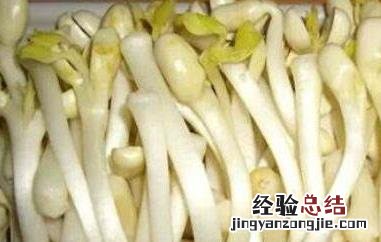 花生芽的营养价值与功效 花生芽的营养和功效