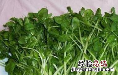 麻豌豆苗的功效与作用 麻豌豆苗的营养价值