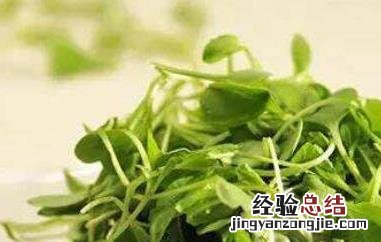 麻豌豆苗的功效与作用 麻豌豆苗的营养价值