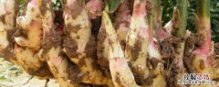 仔姜种植技术,什么时候种植合适呢 仔姜种植技术，什么时候种植合适