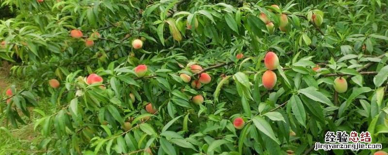 无性生殖方式有哪几种，无性生殖和有性生殖的区别