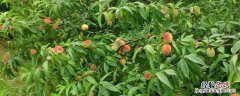 无性生殖方式有哪几种，无性生殖和有性生殖的区别