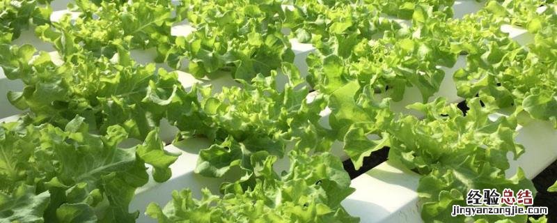 水培蔬菜大棚成本，水培蔬菜怎么种植