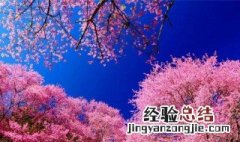 樱花的意思 樱花是什么