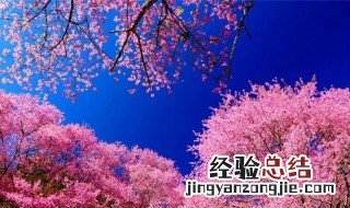 樱花的意思 樱花是什么