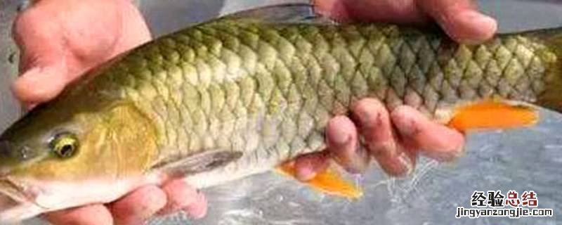 怎么判断河里的鱼能不能吃 河里的鱼能吃吗?