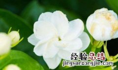 茉莉花开放周期季节是几月份 茉莉花开放周期季节