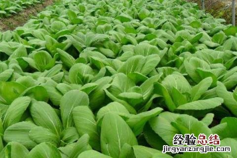 现在能种植什么蔬菜种 现在能种植什么蔬菜种春季
