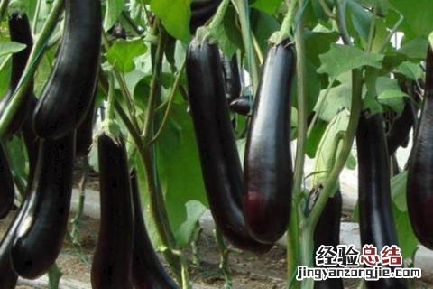 现在能种植什么蔬菜种 现在能种植什么蔬菜种春季
