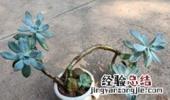 冬季不怕冷夏季不怕热的植物 冬季不怕冷夏季不怕热的植物图片