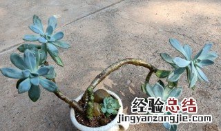 冬季不怕冷夏季不怕热的植物 冬季不怕冷夏季不怕热的植物图片