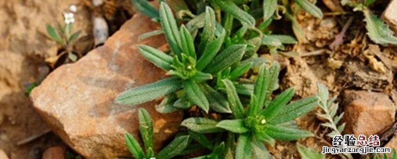 麦家公用什么除草剂，麦家公是什么草