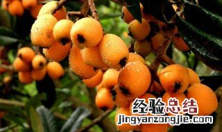 葡萄和枇杷可以一起吃吗 葡萄和枇杷可以一起吃吗孕妇
