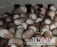 草菇的功效与作用 草菇的功效与作用图片