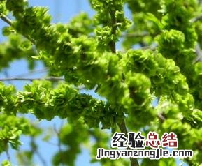 榆钱有啥营养 榆钱的营养价值与功效