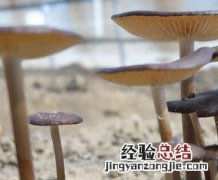 长根菇的功效与作用 长根菇的功效与作用及禁忌