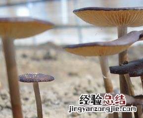 长根菇的功效与作用 长根菇的功效与作用及禁忌