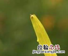 中药柠檬萱草的功效与作用 萱草中药名