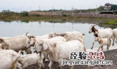 河源地区的畜牧业以牧羊为主的原因 河源地区的畜牧业以牧羊为主的原因分析