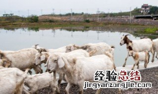 河源地区的畜牧业以牧羊为主的原因 河源地区的畜牧业以牧羊为主的原因分析