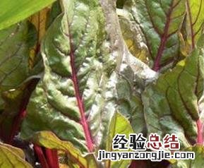 牛皮菜怎么做好吃 牛皮菜怎么做好吃图片