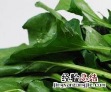 吃菠菜的好处有哪些 菠菜吃菠菜的好处