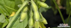 60天早熟大豆品种种植技术，大豆品种有哪些