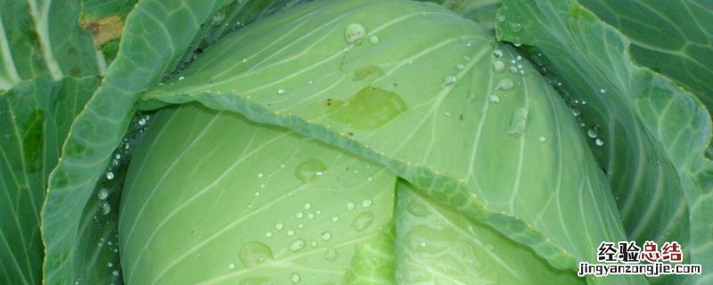 包菜要种几个月可以收，附种植技术和时间
