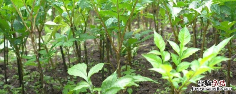 磨芋栽培技术和方法,用什么肥料好些 磨芋栽培技术和方法，用什么肥料好