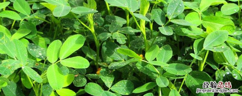 适合春季种植的农作物有哪些 春季适合种植什么农作物